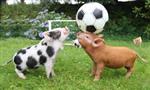pigs 
